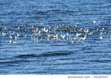 Great crested grebe 50169347