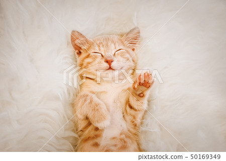 Cute, red kitten is sleeping on his back and smiling, paws up. Concept of sleep and good morning. 50169349