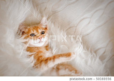 Cute, Ginger kitten lying in the morning on a fur blanket. Concept of cozy Hyugge and good morning. 50169356