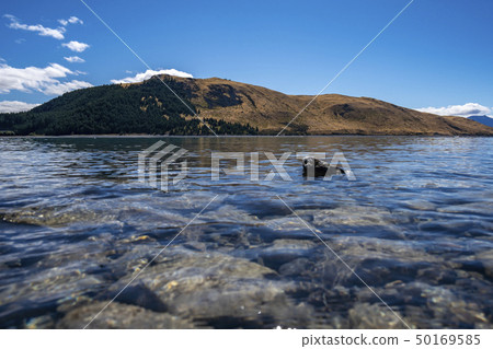 新西蘭的Great Nature Lake Tekapo 50169585
