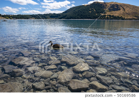 新西蘭的Great Nature Lake Tekapo 50169586