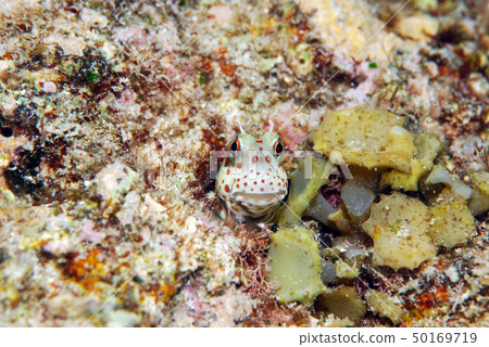 Montuki frogfish 50169719