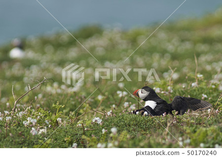 Atlantic Puffin 50170240