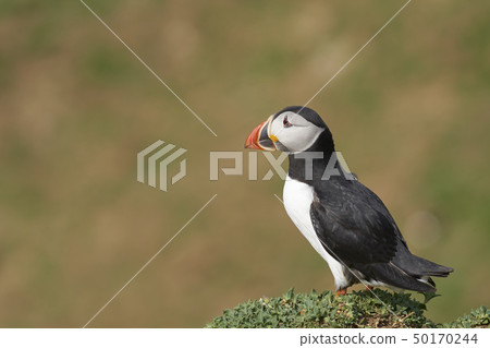 Atlantic Puffin 50170244