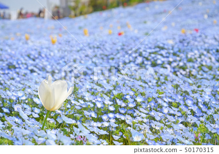 Scenery of Osaka Maishima Seaside Park where nemophila flowers are in full bloom 50170315