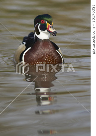 Wood Duck  50170353