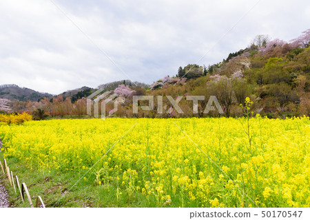 Hanamiyama公園的油菜田 Hanamiyama公園的油菜田 50170547