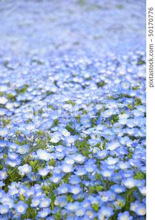 滿天星鮮花盛開的大阪舞島海濱公園的風景 50170776
