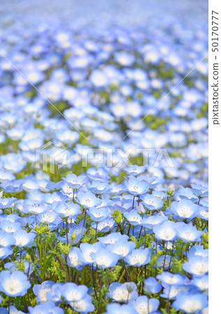 滿天星鮮花盛開的大阪舞島海濱公園的風景 50170777