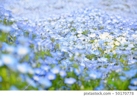Scenery of Osaka Maishima Seaside Park where nemophila flowers are in full bloom 50170778