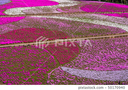 (埼玉縣)Yotsuyama Park,Shibazakura Hill (埼玉縣)Yotsuyama Park,Shibazakura Hill 50170940