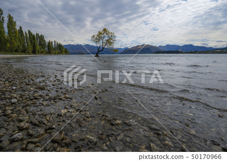 瓦納卡湖那棵樹 瓦納卡湖那棵樹 50170966