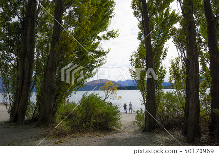 Lake Wanaka That Tree 50170969