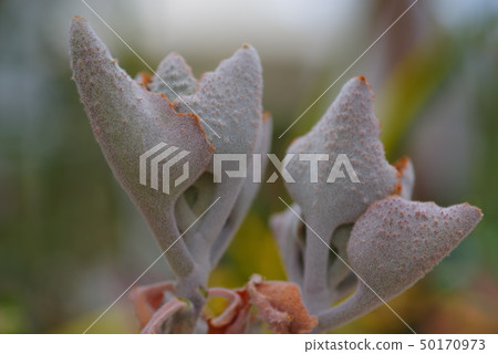 Succulent plants 50170973