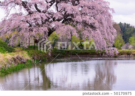 Hisen的櫻花 50170975