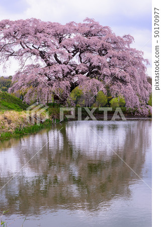 Hisen的櫻花 50170977