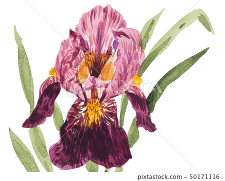 iris, watercolour, watercolors 50171116