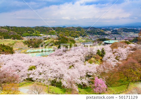 Kasumigajo Park in spring Kasumigajo Park in spring 50171129