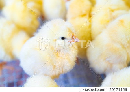 Pictures of a small and cute flock of chicks Pictures of a small and cute flock of chicks 50171166