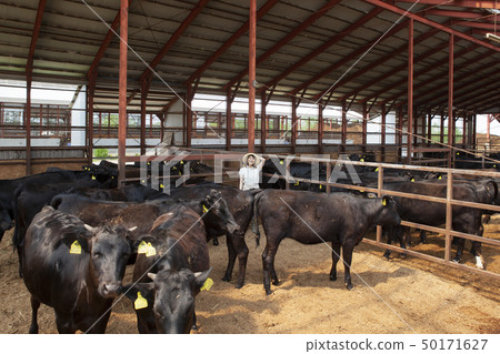 Women working in a cowshed Women working in a cowshed 50171627