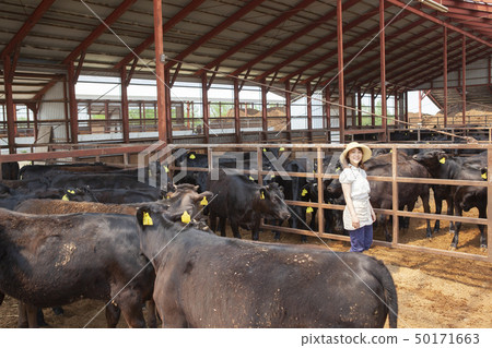 Women working in a cowshed 50171663