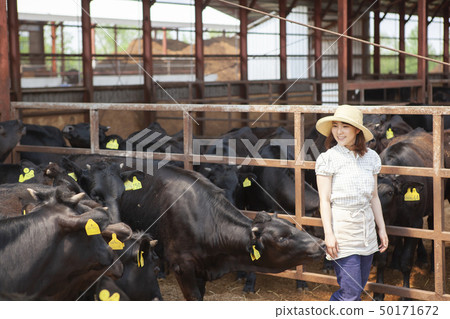 Women working in a cowshed 50171672