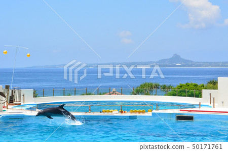 Dolphin Show 50171761