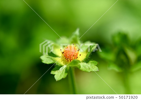 蛇草莓的果子 蛇草莓的果子 50171920