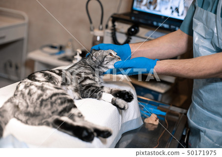 anesthesiologist prepares a cat for surgery. Pet 50171975