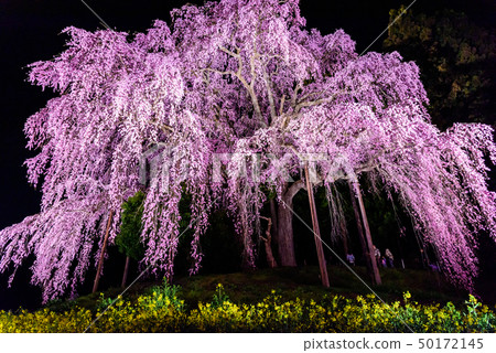  戰場的櫻花 50172145
