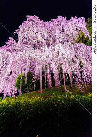  戰場的櫻花 50172152