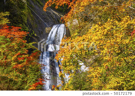 Autumn leaves falls 50172179