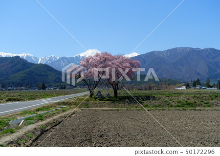 Cherry blossoms of the Zenondon Sojin moat 50172296