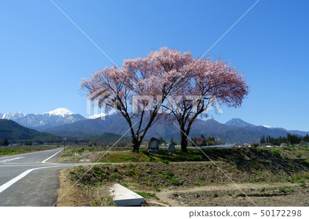 Cherry blossoms of the Zenondon Sojin moat Cherry blossoms of the Zenondon Sojin moat 50172298