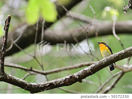 Kibitaki (yellowtail) male twitter 50172330