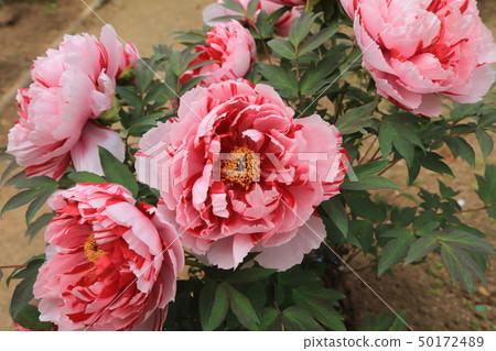 Miyama City Button Garden 50172489