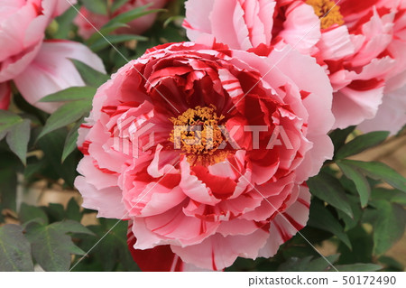 Miyama City Button Garden 50172490