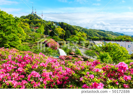 稻佐山公園的杜鵑花[長崎縣長崎市] 50172886