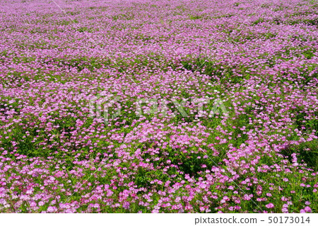 Japan's original scenery / Renge's paradise 23 Japan's original scenery / Renge's paradise 23 50173014