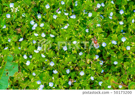 Persian speedwell Persian speedwell 50173200