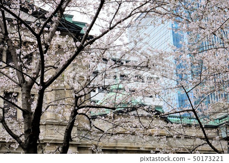 Sakurakumo of Nihonbashi Edo Sakura Dori Sakurakumo of Nihonbashi Edo Sakura Dori 50173221