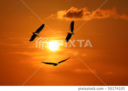 White-bellied Sea Eagle, Birds flying in the sky 50174105