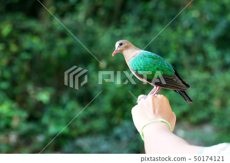 Bird in the hand, Common Emerald Dove on nature 50174121