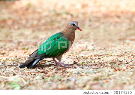 Image of bird, Common Emerald Dove on nature Image of bird, Common Emerald Dove on nature 50174150
