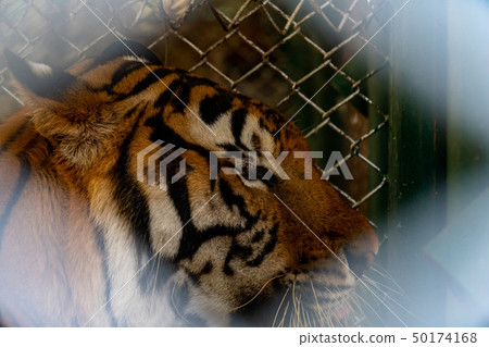 Tiger in the zoo in Thailand Tiger in the zoo in Thailand 50174168