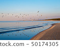 Beautiful sunset with flock of seagulls flying over the sea, Jurmala, Latvia 50174305