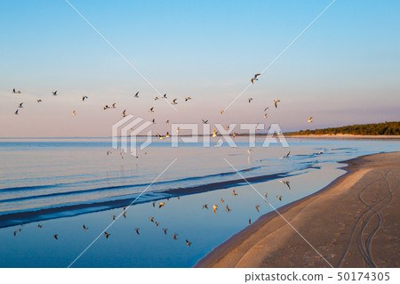 Beautiful sunset with flock of seagulls flying over the sea, Jurmala, Latvia Beautiful sunset with flock of seagulls flying over the sea, Jurmala, Latvia 50174305