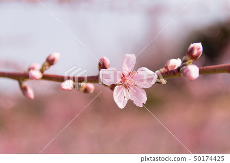 Pink lotus flower (peach flower) Pink lotus flower (peach flower) 50174425