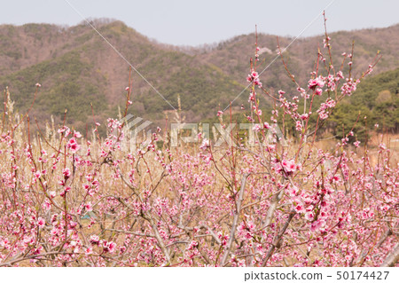 Pink lotus flower (peach flower) 50174427