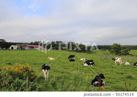 北海道根室的一個農場風景 北海道根室的一個農場風景 50174514